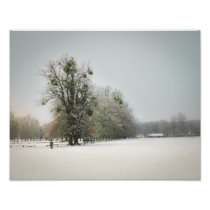 Mistletoe Tree Photo