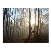 Misty Autumn Morning in the Forest #3 Post Card