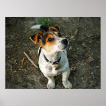 Misty in Woods Posters