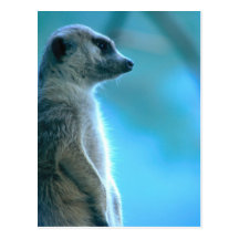 Misty Meerkat Postcards