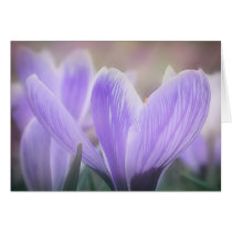 Misty Morning Crocuses Greeting Cards