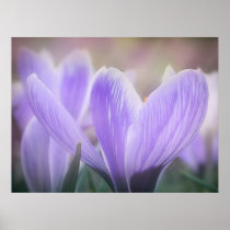 Misty Morning Crocuses Print