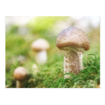 Misty Morning Mushrooms Postcards