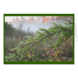 misty pine greeting card