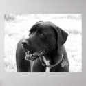 Mixed Breed posters
