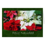 Mixed Colour Poinsettias 1 - Feliz Navidad Cards