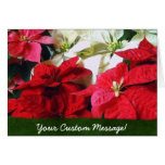Mixed Colour Poinsettias 3 Greeting Card
