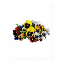 Mixed Pansies Post Card