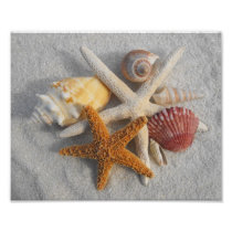 Mixed Sea Shells and Starfish on White Sand Beach