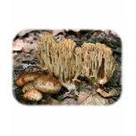 Mixed Wild Mushrooms Nature T-Shirt