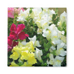 Mixture of Snapdragons Refrigerator Magnets