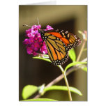 Moarch butterfly greeting cards