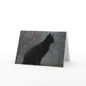 Moby in fog cards