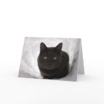 Moby in snow greeting cards