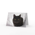 Moby in snow cards