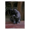 Moby on the porch cards