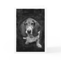 mocca the basset greeting cards