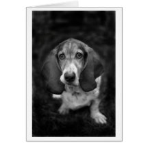 mocca the basset greeting cards