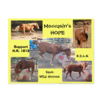 Moccasin's HOPE - save Wild Horses & Burros Post Cards