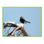 Mocking Bird On Tree Postcard