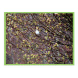 Mocking Bird On Tree Postcards