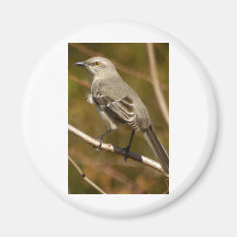 Mockingbird Ornithology Fridge Magnets