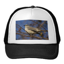 Mockingbird Ornithology Hat