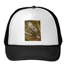 Mockingbird Ornithology Hat