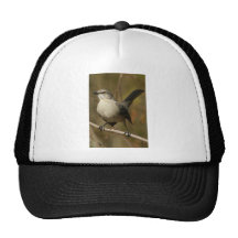 Mockingbird Ornithology Hats