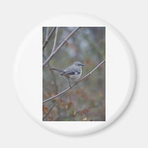 Mockingbird Ornithology Magnet