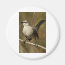Mockingbird Ornithology Magnets