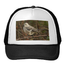 Mockingbird Ornithology Mesh Hat