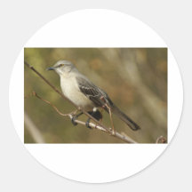 Mockingbird Ornithology Round Stickers