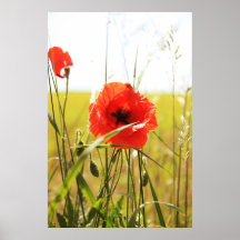 Mohn 2012 10 posterdrucke