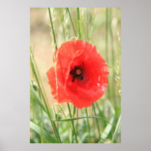 Mohn 2012 11 posters