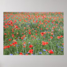 Mohn 2012 14 posterdrucke