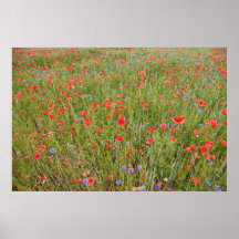 Mohn 2012 15 plakat