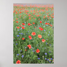 Mohn 2012 16 plakat
