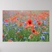 Mohn 2012 18 poster