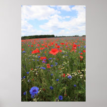 Mohn 2012 20 posterdruck