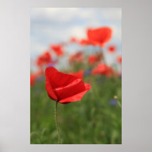 Mohn 2012 21 plakatdruck