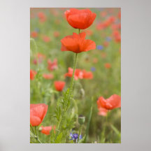 Mohn 2012 22 posterdruck