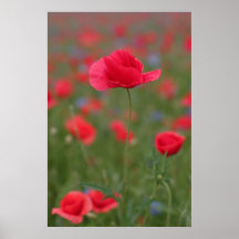 Mohn 2012 25 plakate