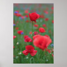 Mohn 2012 26 plakatdruck