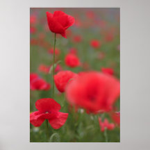 Mohn 2012 27 posterdruck