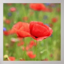 Mohn 2012 2 plakatdruck