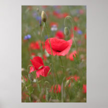 Mohn 2012 30 poster