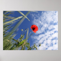 Mohn 2012 3 plakatdrucke