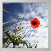 Mohn 2012 5 posterdrucke