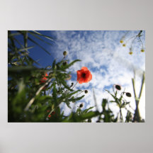 Mohn 2012 6 plakate